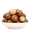 Macadamia Nuts Raw Salted Roasted Healthy Food Macadamia in Shell